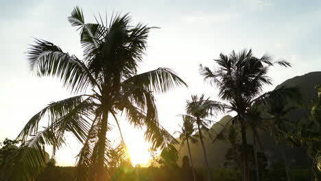 Luftaufnahme-über-Palmen-Im-Mangrovenwaldgebiet-Bei-Sonnenuntergang,-Krabi,-Thailand
