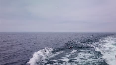 Gimbal-wide-shot-of-dolphins-following-alongside-the-boat-in-the-open-ocean-off-the-coast-of-California