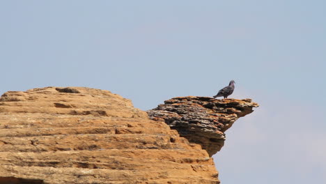 One-pigeon-bird-stands-on-rock-hoodoo-against-blue-sky,-heat-shimmer