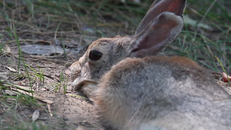 Close-up-view:-Cottontail-bunny-rests-in-shady-soil-on-hot-sunny-day