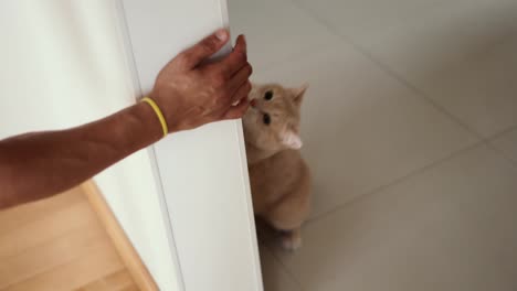 Male-hand-playing-with-cute-lazy-cat-behind-door
