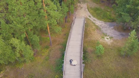 newlywed-couple-walks-on-bridge-in-pine-forest-upper-view