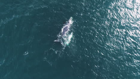 Rare-sight-of-brindle-calf-swimming-with-its-Southern-Right-mom,-drone-view