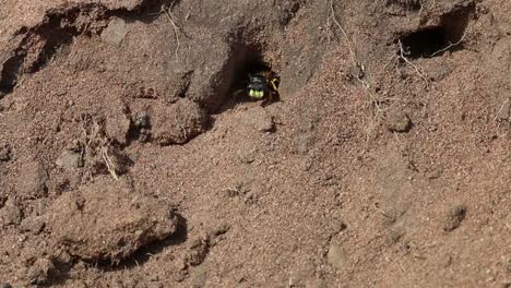 Digger-Wasp-emerging-from-burrow.-England.-UK