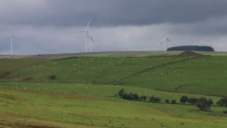Sheep-farming-and-Wind-Turbines.-Powys.-Wales.-UK