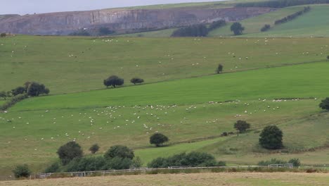 Grazing-Sheep-with-Quarry-in-the-background