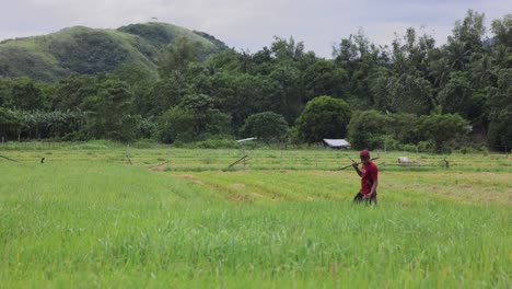 Asian-rice-farmer-walking-in-rice-Paddy