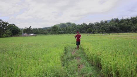 Asian-Rice-Farmer-Philipines-Walking-In-Rice-Paddy-Wide-Shot