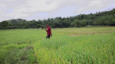 Asiatischer-Reisbauer,-Der-Im-Reisfeld-Spaziert