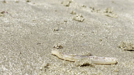 Closeup-shot-of-a-sea-slug-in-a-long-shell,-on-a-wet-sandy-beach