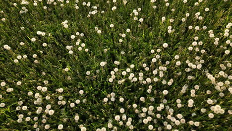 Top-down-view-of-Dandelion-field,-Wildflowers-natural-pattern,-Aerial-ascending
