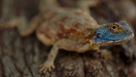 Beautiful-lizard-on-tree-close-up