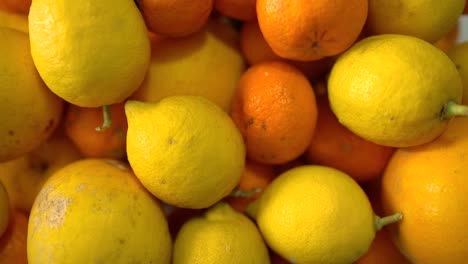 Freshly-Picked-Grapefruits,-Lemons-and-Oranges