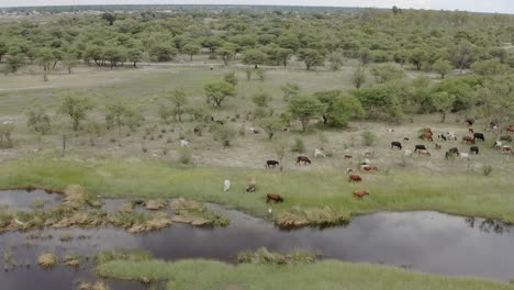 Livestock-And-Cattle-Cows-Graze-In-Namibia,-Africa