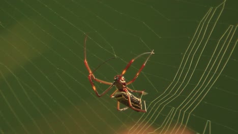 Cinematic-footage-of-a-spider-building-its-net-while-walking-from-bottom-to-top
