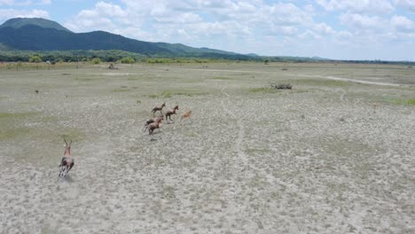 Antelopes-Running-In-Field,-4K,-Aerial-video