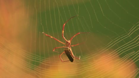 Cinematic-footage-of-a-spider-building-its-net-from-right-to-left-with-yellow-background