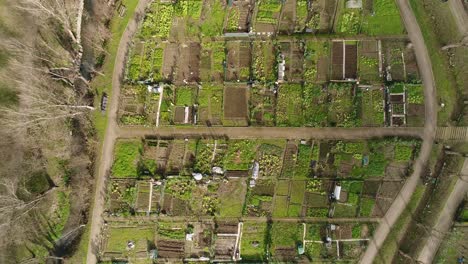 Luftaufnahmen-Von-Gemeinschaftlichen-Gemüsegartengrundstücken-Mit-Kleinen-Schuppen