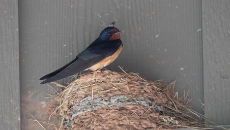 A-barn-swallow-sitting-on-a-nest-in-the-eaves-of-a-building