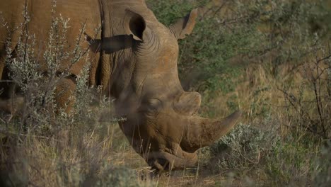 Rinocerontes-Pastando-En-La-Sabana-Africana