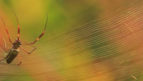 Filmaufnahmen-Einer-Spinne,-Die-Ihr-Netz-Von-Links-Nach-Rechts-Baut,-Mit-Gelbem-Hintergrund