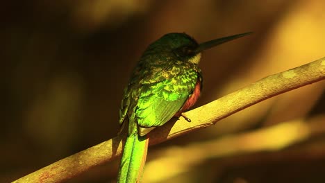 Rufous-tailed-Jacamar-Bird-Looking-Around-While-Sitting-On-Tree-Branch