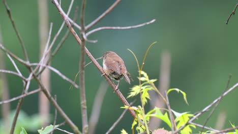 A-house-wren-with-a-piece-of-grass-in-its-beak-to-build-its-nest