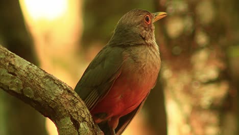 Filmaufnahmen-Eines-Kleinen-Grauen-Und-Orangefarbenen-Vogels,-Der-Auf-Einem-Ast-Sitzt-Und-Geräusche-Macht-Und-Sich-Umschaut