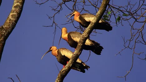 Bandada-De-Pájaros-Ibis-De-Garganta-Blanca-Posados-En-La-Rama-De-Un-árbol-En-El-Bosque