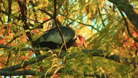 Buff-Necked-Ibis-Thront-An-Einem-Sonnigen-Tag-Auf-Einem-Regenwaldbaum