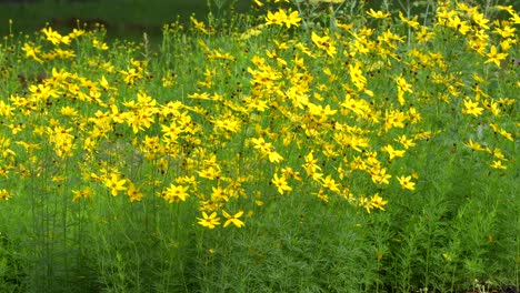 A-field-of-whorled-tickseed-or-golden-gain-blowing-in-the-breeze-on-a-summer-day