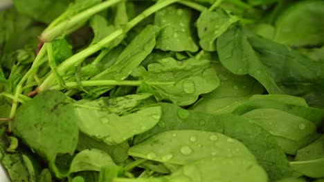 Close-Up-Of-Wet-And-Fresh-Green-Spinach-Leaves