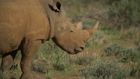 Rhino-Feeding-close-up-in-savannah