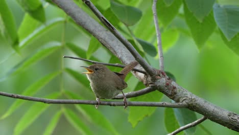 A-house-wren-perched-in-a-small-tree-fussing-at-the-surroundings