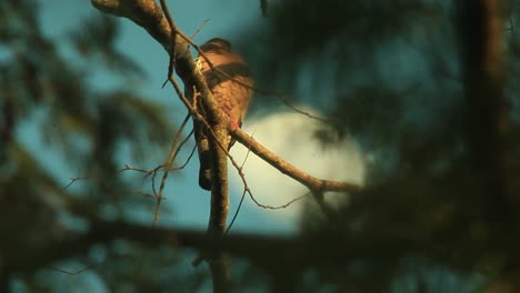 Pájaro-Paloma-Posado-En-La-Rama-De-Un-árbol-Al-Atardecer-En-El-Bosque
