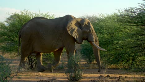 African-Elephant-Grazes-In-Lush-Green-Savanna