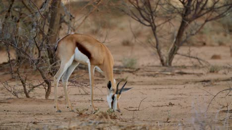 Feeding-Impala-Antelope,-in-savanna