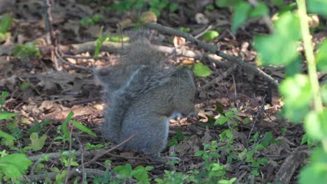 A-gray-squirrel-in-forest-looking-around-and-wondering-what-to-do