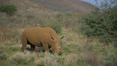 Rinoceronte-Alimentándose-En-La-Sabana-Africana