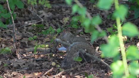 A-gray-squirrel-in-the-forest-chewing-on-a-stick-while-lying-on-the-ground