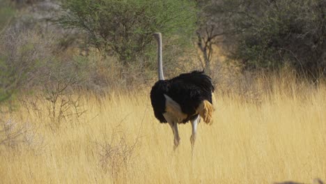 Ostrich-Walking-Across-Savannah-Plains-Of-Masai
