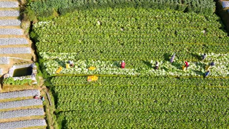 Drone-view-of-farmers-are-harvesting-mustard-greens-on-a-plantation