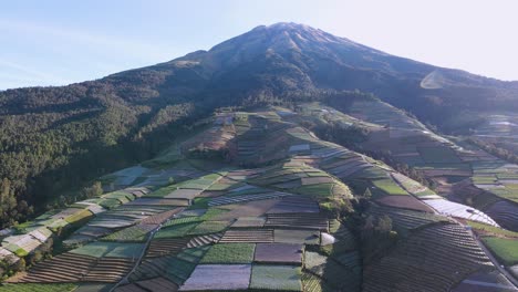 Aerial-view-of-growing-vegetable-plants-on-the-slopes-of-the-mountain-in-sunny-morning