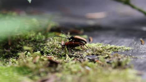 Close-up-shot-of-long-horned-beetle-during-procreation-on-moss-in-forest