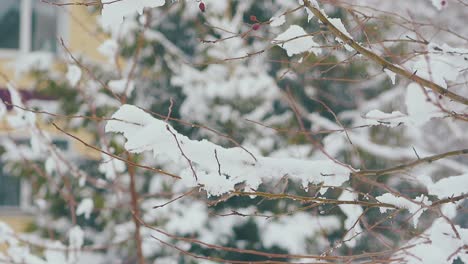 branches-with-thick-melting-snow-layer-against-fir-tree