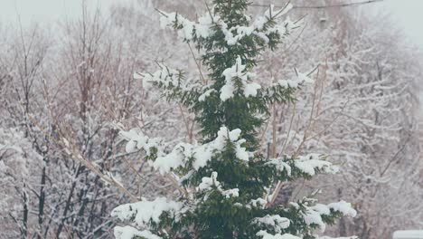 green-fir-with-wide-branches-and-thick-white-snow-layer
