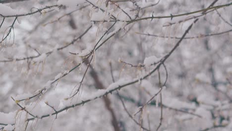 tree-branch-with-thick-snow-layer-shakes-against-wind