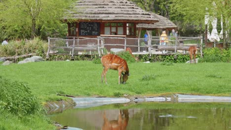 Prager-Zoo,-Mit-Einem-Grasenden-Reh-Im-Vordergrund-Und-Spaziergängern-Im-Hintergrund-Und-Einer-Urigen-Barhütte