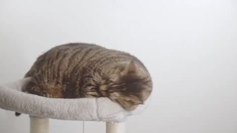 Cute-Tabby-Cat-Lying-On-Scratching-Post-In-The-Studio