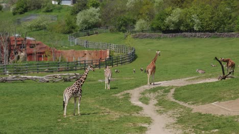 Four-Northern-Giraffes-And-Other-Animals-At-The-Paddock-Of-Prague-Zoo-In-Czech-Republic